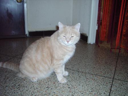 mon chat  mose