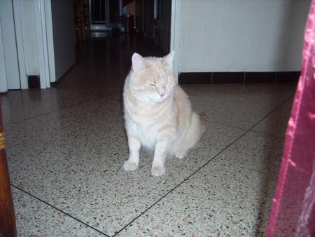 mon chat  mose
