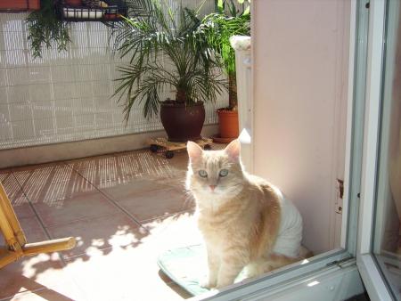 mon chat  mose sur le balcon