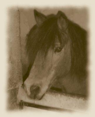 vous voyer double poney 