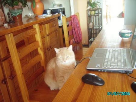 mon chat  mose