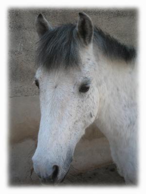 se double poney s appelle keops