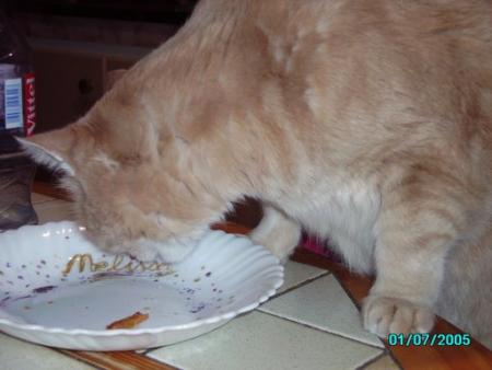 voici mon chat